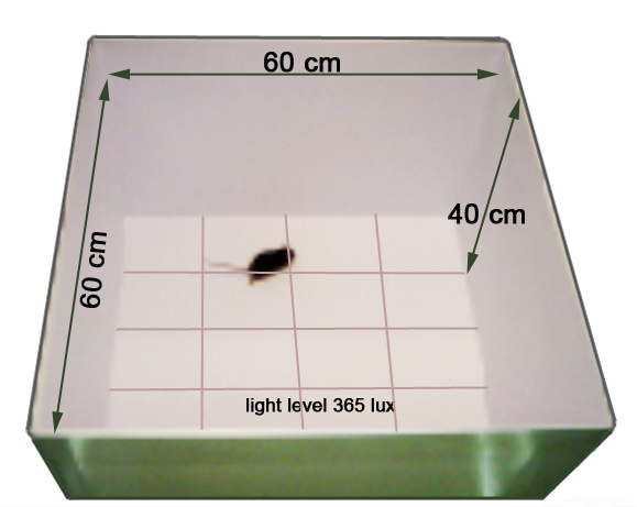 Pole test. Открытое поле для крыс. Тест открытое поле. Тест открытое поле для крыс. Установка открытое поле для крыс.